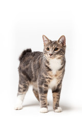 Adorable bobtail cat isolated on white background