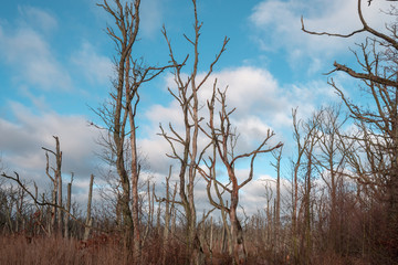 Osterwald im Nationalpark an der Ostsee