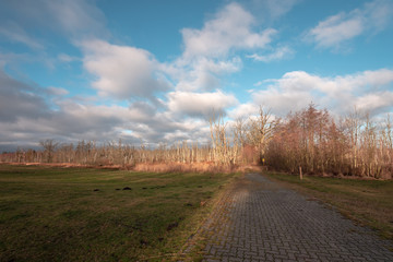 Osterwald im Nationalpark an der Ostsee