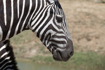 Fototapeta na wymiar Closeup of Zebra head