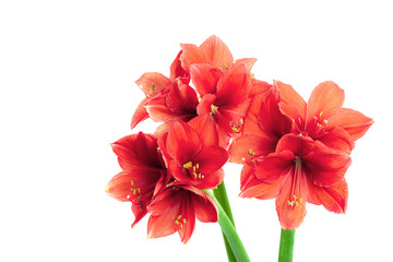 Three amaryllis coral color isolated on white background. Color trend of the year. Place for text.