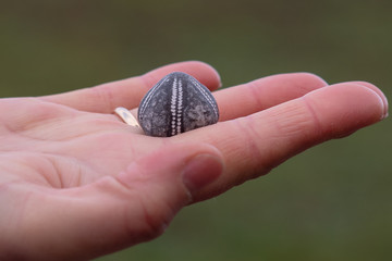 Ein versteinerter Seeigel liegt in einer Hand
