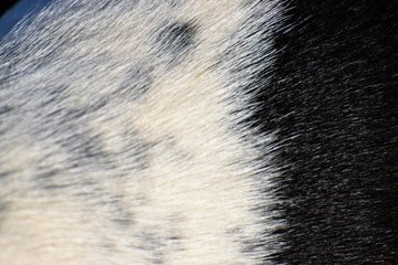 pointing dog hair texture