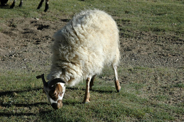 Obraz premium Tibetan sheep on pasture