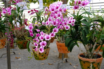 orchid