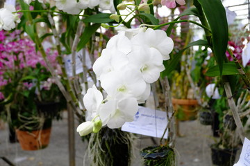 orchid