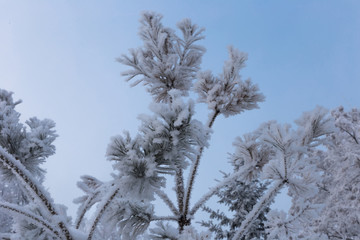 Pine branches covered with fluffy hoarfrost on the background a blue sky. Beautiful view.