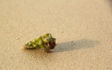 Hermit crab on tropical beach