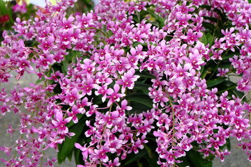 Fototapeta premium orchid