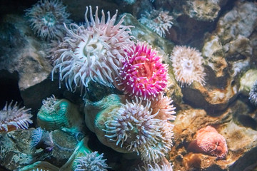 Fototapeta na wymiar Colorful sea anemones.