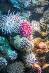 Naklejka na ściany i meble Colorful sea anemones in coral garden