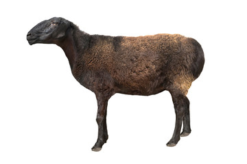 brown sheep mountains isolated