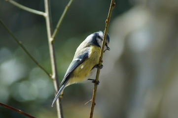 Kleiner Vogel 