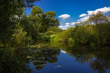 Fototapeta na wymiar A view of a small calm river in the middle of a densely forest overgrown with shrubs in warm summer day. Fairy landscape a lake with dark water and wild water lilies, bright blue sky and green trees