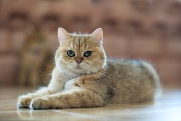 A brown cat sits happily on the floor in the room.soft focus.