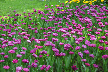Huge field of lilac tulips on a Sunny day
