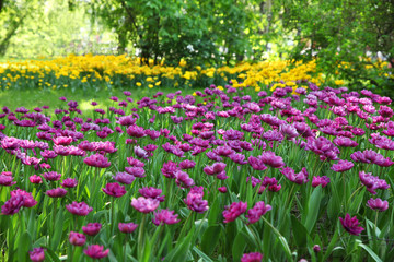 Spring Sunny landscape with a huge number of tulips