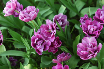 Beautiful Lilac tulips close up in spring garden