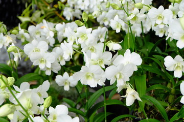 orchid