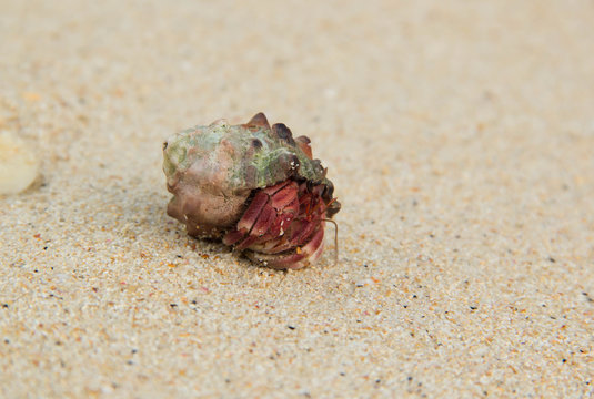 Hermit crab on tropical beach