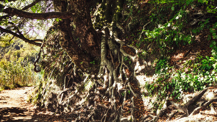 Old Tree with large Roots at Plitvice National Park in Croatia