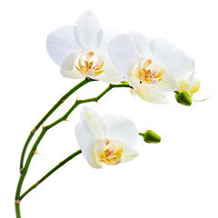 Naklejka na ściany i meble Orchids flowers on banch isolated on white background.