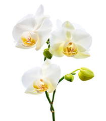 Fototapeta na wymiar Orchids flowers on banch isolated on white background.