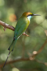 Green Bee-eater in the wild