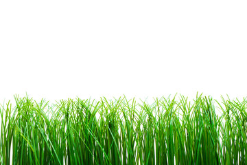 Green grass isolated