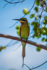 Green Bee-eater in the wild