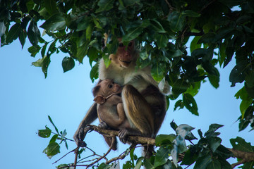 Toque Macaque Monkey Mama
