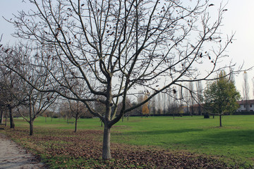 Obraz premium Albero spoglio con rami contorti e prato verde