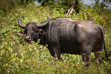 Buffalo in the Wild