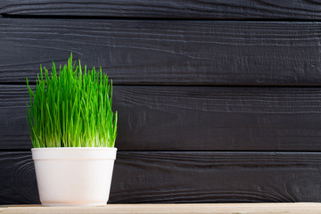Green grass on black wooden background