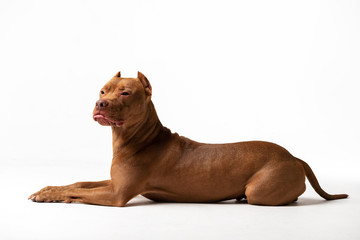 Adorable red dog sits at white background