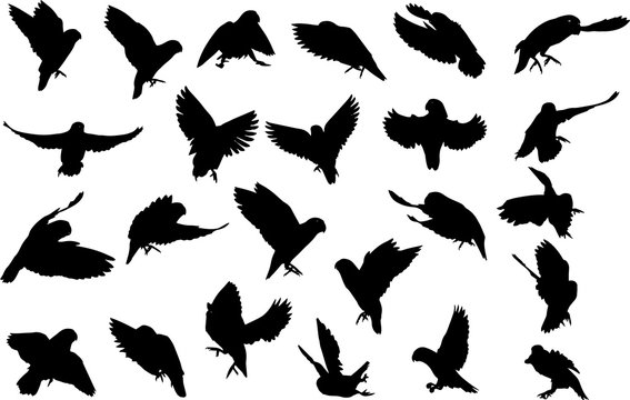 野鳥のシルエット Stock ベクター Adobe Stock