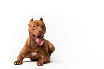Adorable red dog sits at white background