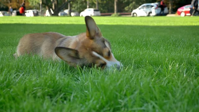 Close-up portrait of corgy dog chewing small ball and running on green park background.