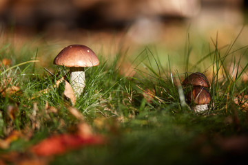 Edible brown mushrooms grow in the woods- Leccinum scabrum