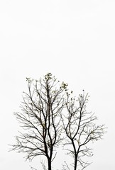 big tree isolated on pale white background