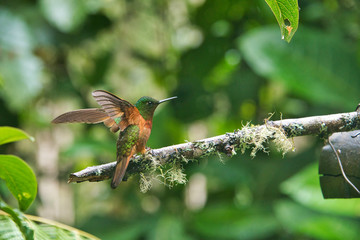 landing hummingbird