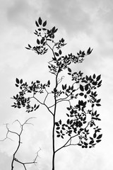 beautiful tree branch - monochrome