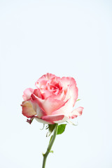 A beautiful pink rose - a gift for a beautiful woman