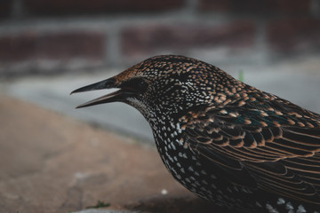 A close up of a dazed starling in hands moments before it flew away again