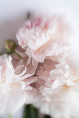 Pastel  pink white flowers and petals background.