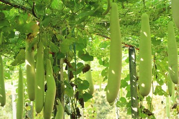 winter melon in farm