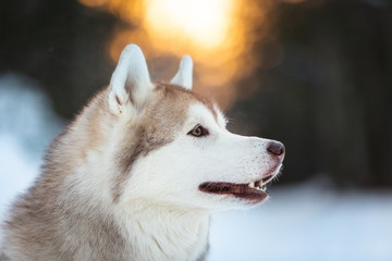 Profile portrait of cute and happy siberian Husky dog sitting on the snow in the fairy winter forest at sunset