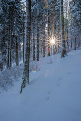 Promień słońca las zima - obrazy, fototapety, plakaty