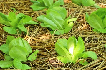 Early cabbage in farm