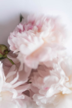Photo pink flowers peonies